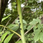 img 6747 2