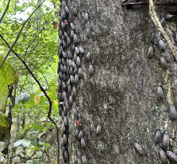 3. (1) foto chemical ecology of the spotted lanternfly–tree of heaven interaction