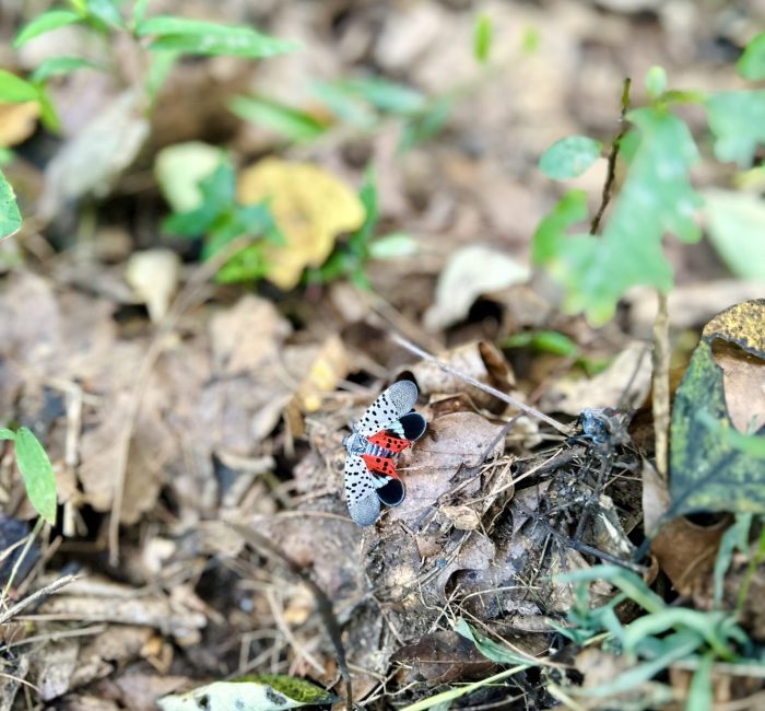 3. (2) foto chemical ecology of the spotted lanternfly–tree of heaven interaction