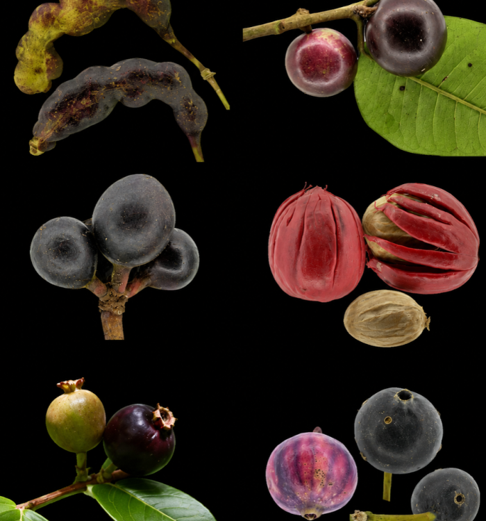 Evolution of fruit toxicity in neotropical plants