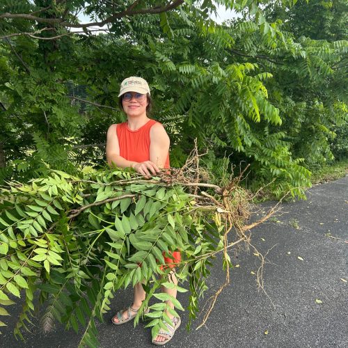 Mariana_Tree_of_Heaven