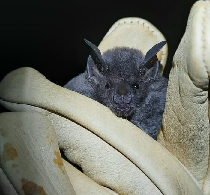 Bat